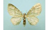 Eupithecia Eupithecia