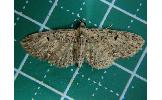 Eupithecia tenuisquama