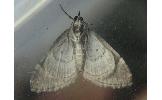 Acasis bellaria