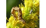 Eupithecia Eupithecia