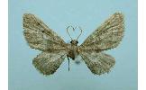 Eupithecia Eupithecia