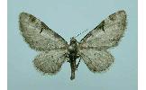 Eupithecia Eupithecia