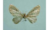 Eupithecia thalictrata ijimai