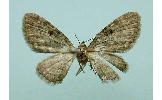 Eupithecia tripunctaria