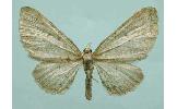 Eupithecia veratraria perpaupera