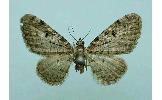 Eupithecia virgaureata invisa