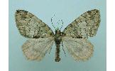 Hydriomena Hydriomena