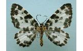 Rheumaptera Rheumaptera