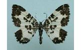 Rheumaptera Rheumaptera