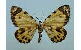 Stamnodes Stamnodes