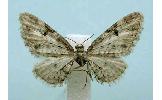 Eupithecia Eupithecia