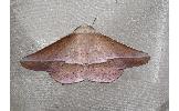 Sarcinodes Sarcinodes