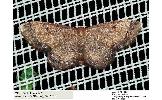 Idaea foedata