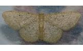 Idaea imbecilla