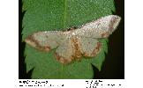 Idaea impexa impexa