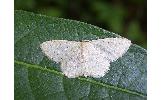 Idaea invalida invalida