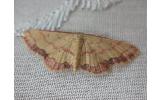 Idaea jakima
