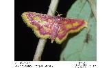 Idaea muricata minor