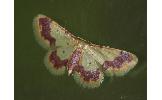 Idaea nielseni