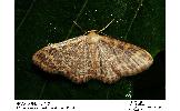 Idaea remissa