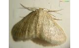 Idaea trisetata