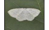 Scopula Scopula