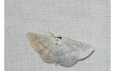 Scopula epiorrhoe