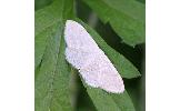 Scopula floslactata claudata