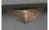 Scopula Scopula