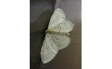 Idaea sp.