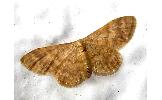 Idaea effusaria