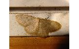 Idaea imbecilla