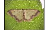 Idaea impexa impexa