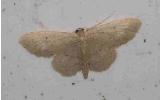 Idaea invalida invalida