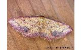 Idaea jakima