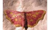 Idaea muricata minor