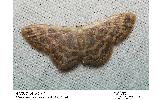 Idaea remissa