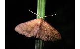Idaea salutaria