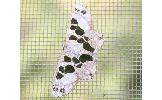 Antitrygodes divisarius perturbatus