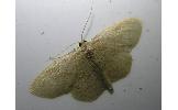 Idaea sp.