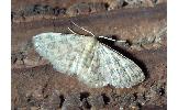 Idaea Idaea