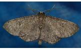Idaea foedata