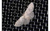 Idaea imbecilla