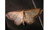 Idaea impexa impexa