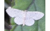 Idaea invalida invalida