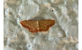 Idaea jakima