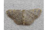 Idaea remissa