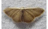 Idaea sakuraii