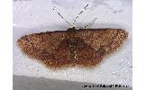 Idaea salutaria