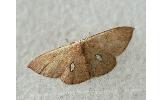 Perixera Perixera